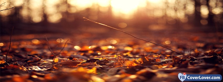 10-21-2016-autumn-forest-2-facebook-covers-fbcoverlover_facebook_cover